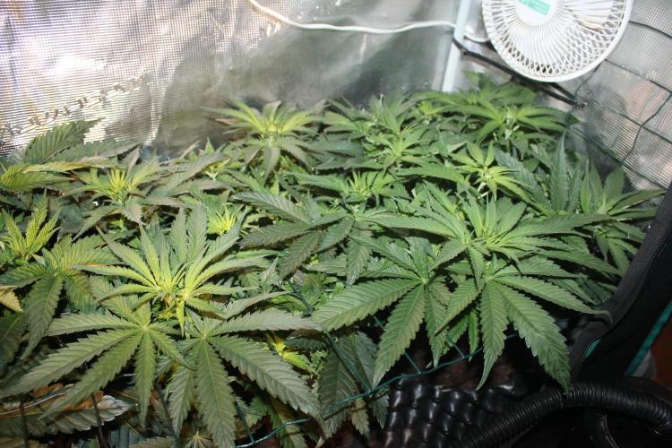 Purple Punch & Northern Lights in scrOG. Week 6 - Day 42 (7 days on 12/12) Northern Lights