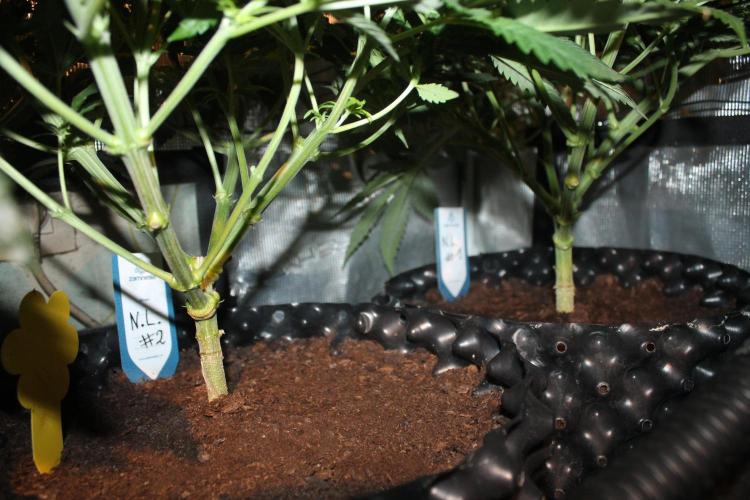Purple Punch & Northern Lights in scrOG. Week 6 - Day 42 (7 days on 12/12) Northern Lights