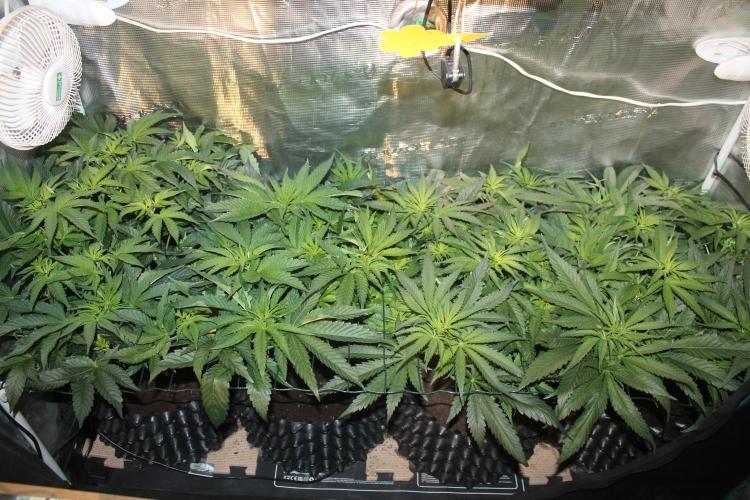 Purple Punch & Northern Lights in scrOG. Week 7 - Day 45 (10 days on 12/12)