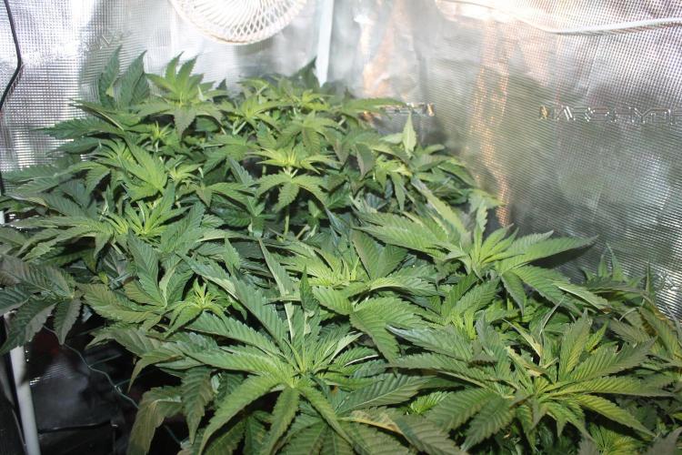 Purple Punch & Northern Lights in scrOG. Week 7 - Day 45 (10 days on 12/12) - Purple Punch