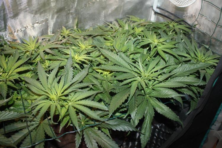 Purple Punch & Northern Lights in scrOG. Week 7 - Day 45 (10 days on 12/12) - Northern Lights