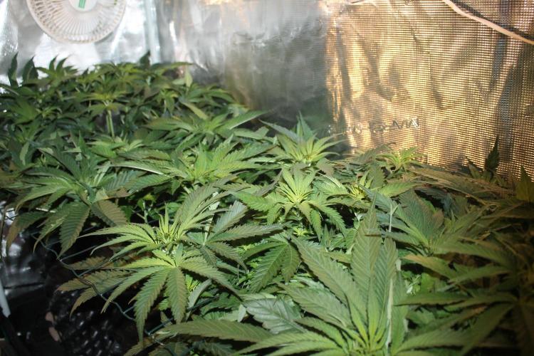 Purple Punch & Northern Lights in scrOG. Week 7 - Day 45 (10 days on 12/12)