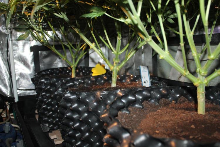 Purple Punch & Northern Lights in scrOG. Week 7 - Day 45 (10 days on 12/12)