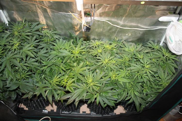 Purple Punch & Northern Lights in scrOG. Week 7 - Day 49 (14 days on 12/12)