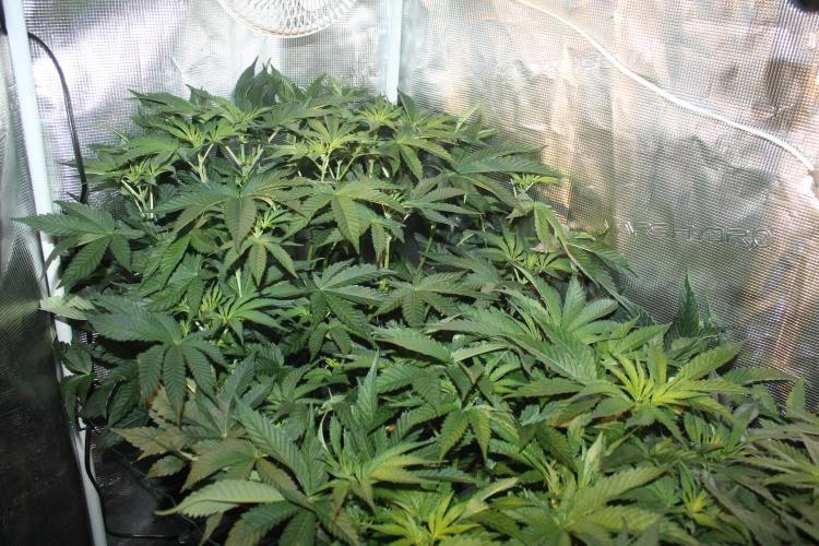Purple Punch & Northern Lights in scrOG. Week 7 - Day 49 (14 days on 12/12) - Purple Punch