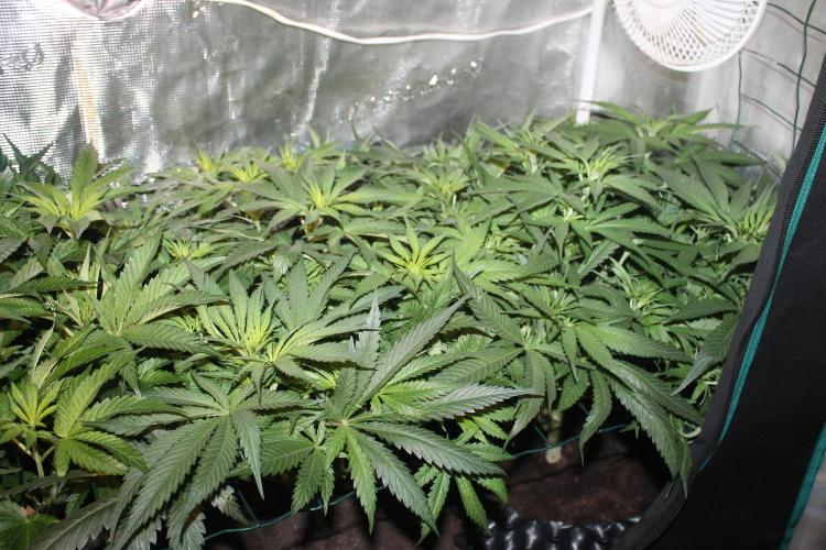 Purple Punch & Northern Lights in scrOG. Week 7 - Day 49 (14 days on 12/12) - Northern Lights