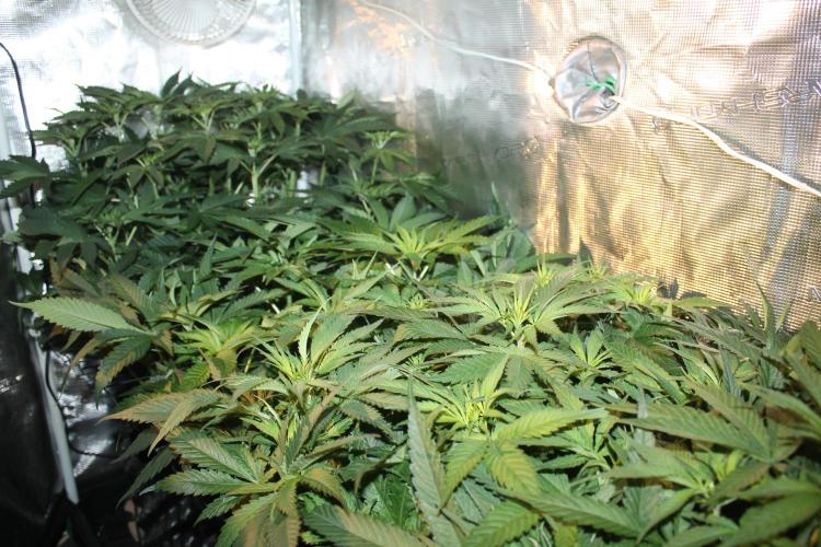 Purple Punch & Northern Lights in scrOG. Week 7 - Day 49 (14 days on 12/12)