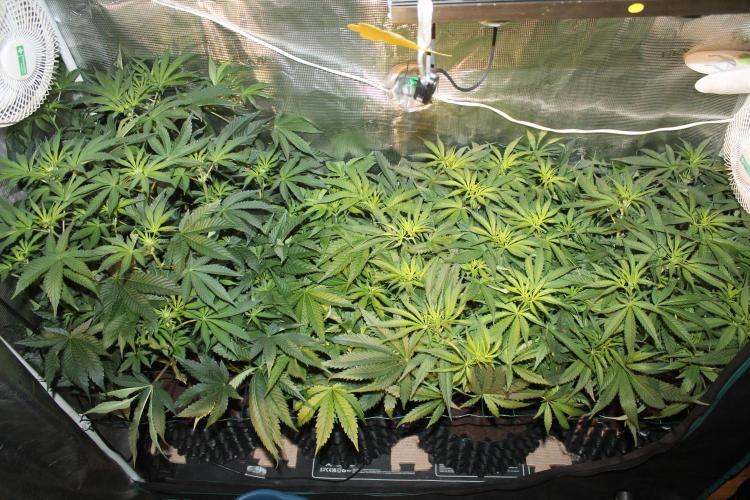 Purple Punch & Northern Lights in scrOG. Week 8 - Day 52 (17 days on 12/12)