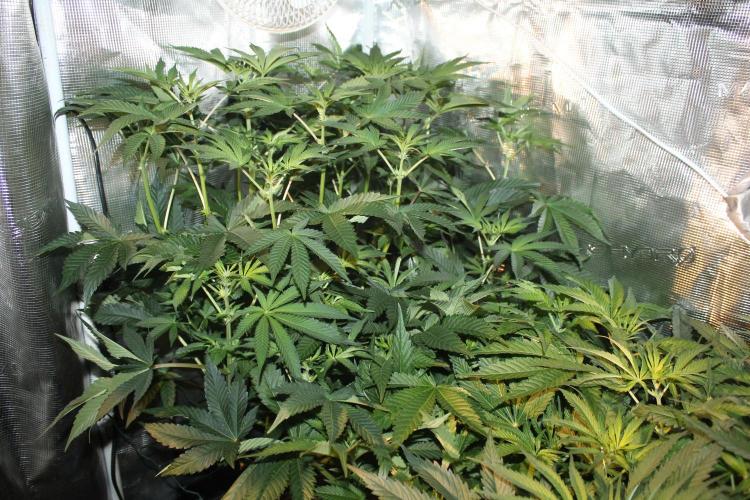 Purple Punch & Northern Lights in scrOG. Week 8 - Day 52 (17 days on 12/12) - Purple Punch