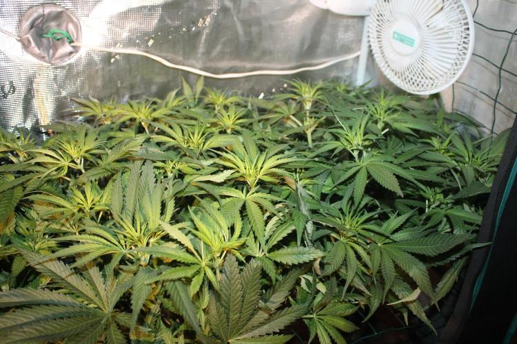 Purple Punch & Northern Lights in scrOG. Week 8 - Day 52 (17 days on 12/12) - Northern Lights