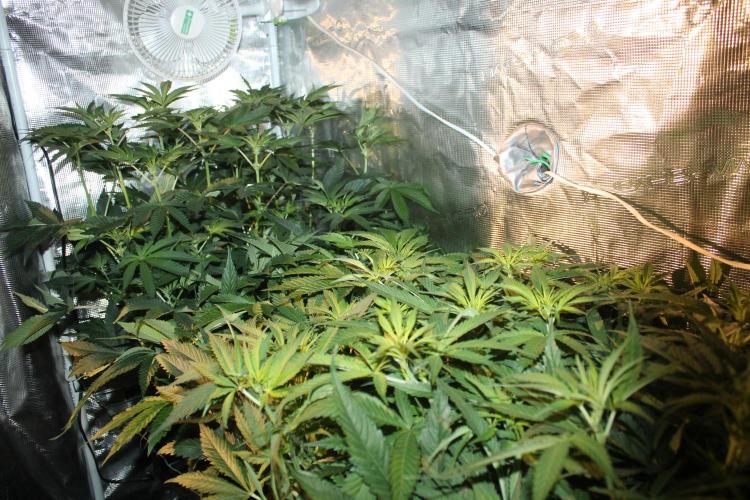 Purple Punch & Northern Lights in scrOG. Week 8 - Day 52 (17 days on 12/12)