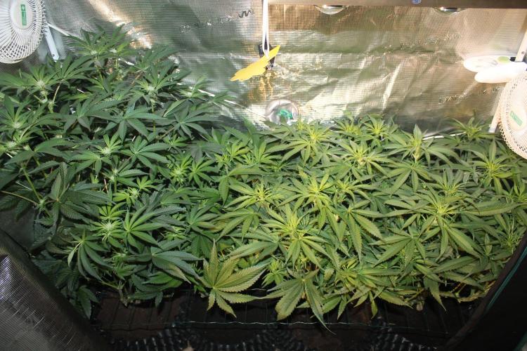 Purple Punch & Northern Lights in scrOG. Week 8 - Day 56 (21 days on 12/12)