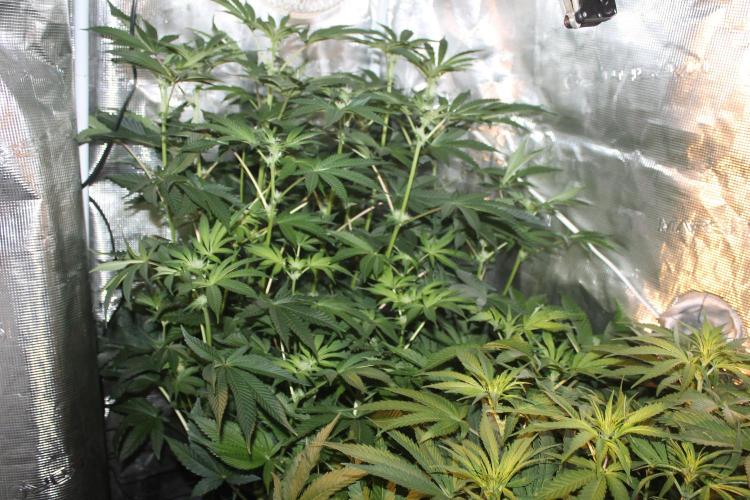 Purple Punch & Northern Lights in scrOG. Week 8 - Day 56 (21 days on 12/12) - Purple Punch