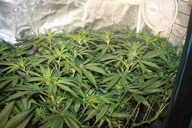Purple Punch & Northern Lights in scrOG. Week 8 - Day 56 (21 days on 12/12) - Northern Lights