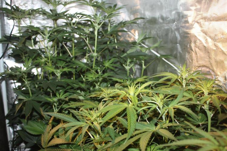 Purple Punch & Northern Lights in scrOG. Week 8 - Day 56 (21 days on 12/12)