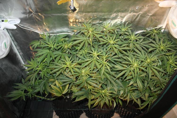 Purple Punch & Northern Lights in scrOG. Week 9 - Day 59 (24 days on 12/12)