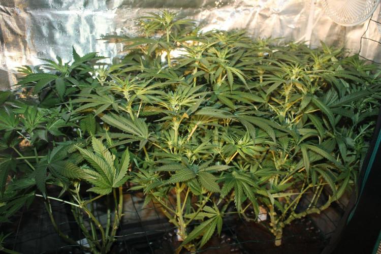 Purple Punch & Northern Lights in scrOG. Week 9 - Day 59 (24 days on 12/12)