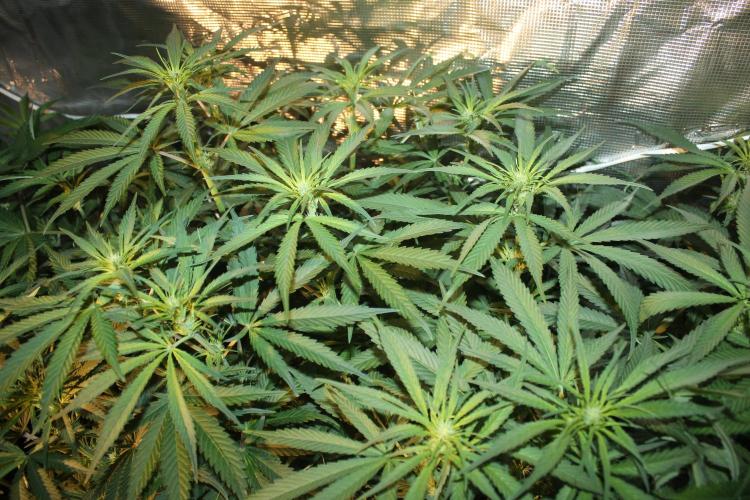 Purple Punch & Northern Lights in scrOG. Week 9 - Day 59 (24 days on 12/12)