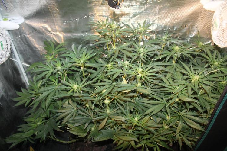 Purple Punch & Northern Lights in scrOG. Week 9 - Day 63 (28 days on 12/12)