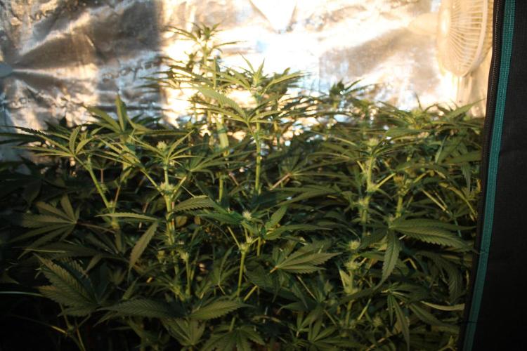 Purple Punch & Northern Lights in scrOG. Week 9 - Day 63 (28 days on 12/12)