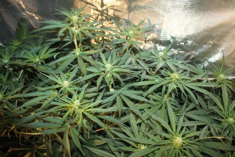 Purple Punch & Northern Lights in scrOG. Week 9 - Day 63 (28 days on 12/12)