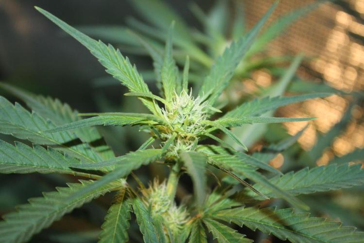 Purple Punch & Northern Lights in scrOG. Week 9 - Day 63 (28 days on 12/12)