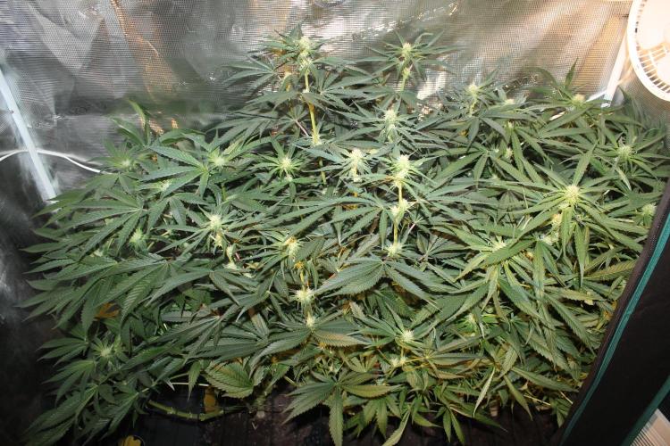 Purple Punch & Northern Lights in scrOG. Week 10 - Day 66 (31 days on 12/12)