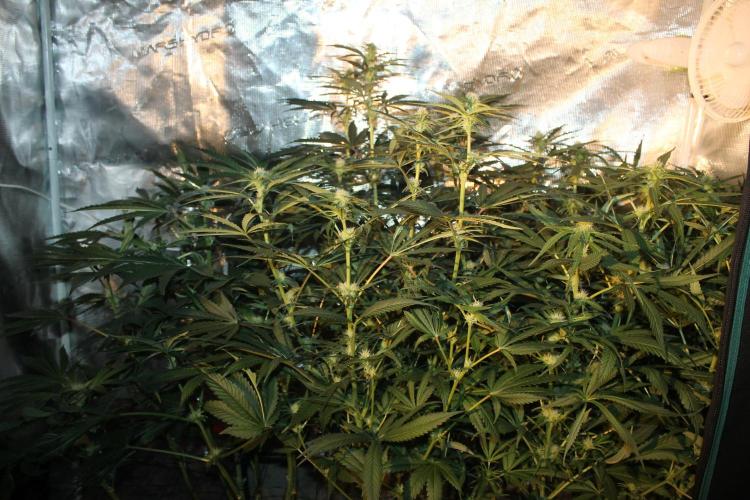 Purple Punch & Northern Lights in scrOG. Week 10 - Day 66 (31 days on 12/12)