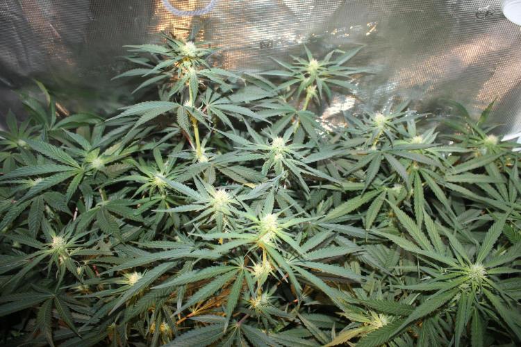 Purple Punch & Northern Lights in scrOG. Week 10 - Day 66 (31 days on 12/12)