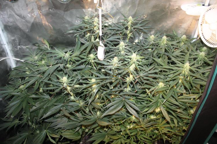 Purple Punch & Northern Lights in scrOG. Week 10 - Day 70 (35 days on 12/12)