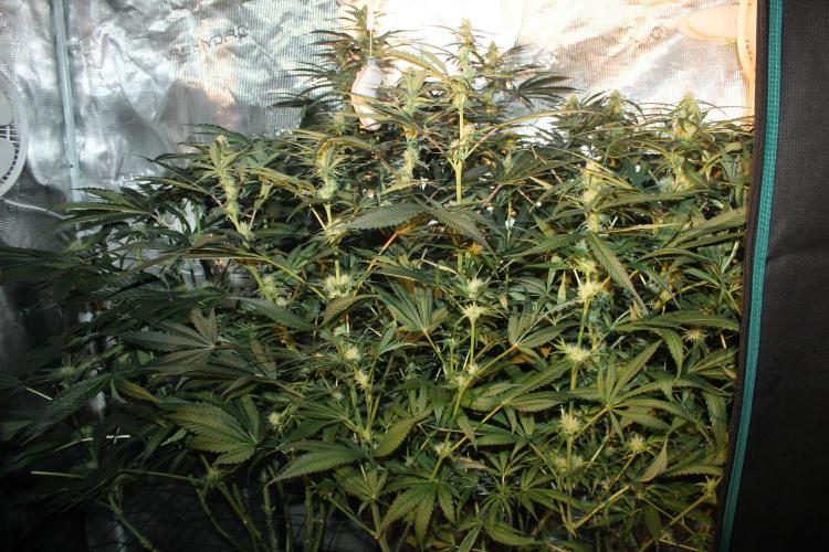 Purple Punch & Northern Lights in scrOG. Week 10 - Day 70 (35 days on 12/12)