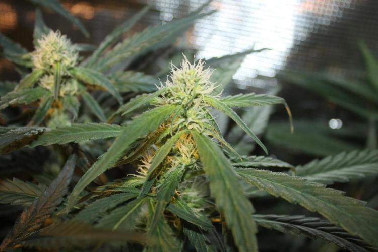 Purple Punch & Northern Lights in scrOG. Week 10 - Day 70 (35 days on 12/12)