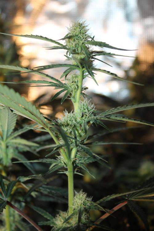 Purple Punch & Northern Lights in scrOG. Week 10 - Day 70 (35 days on 12/12)