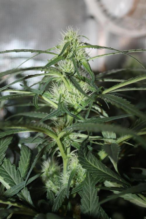 Purple Punch & Northern Lights in scrOG. Week 10 - Day 70 (35 days on 12/12)