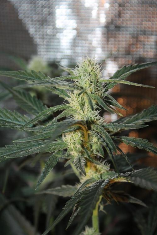 Purple Punch & Northern Lights in scrOG. Week 10 - Day 70 (35 days on 12/12)