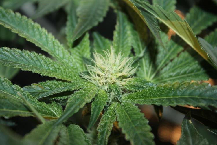 Purple Punch & Northern Lights in scrOG. Week 10 - Day 70 (35 days on 12/12)