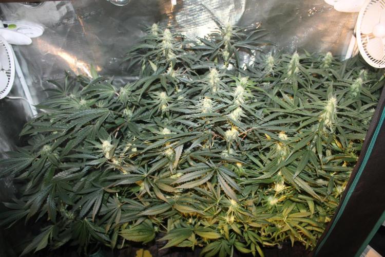 Purple Punch & Northern Lights in scrOG. Week 11 - Day 73 (38 days on 12/12)