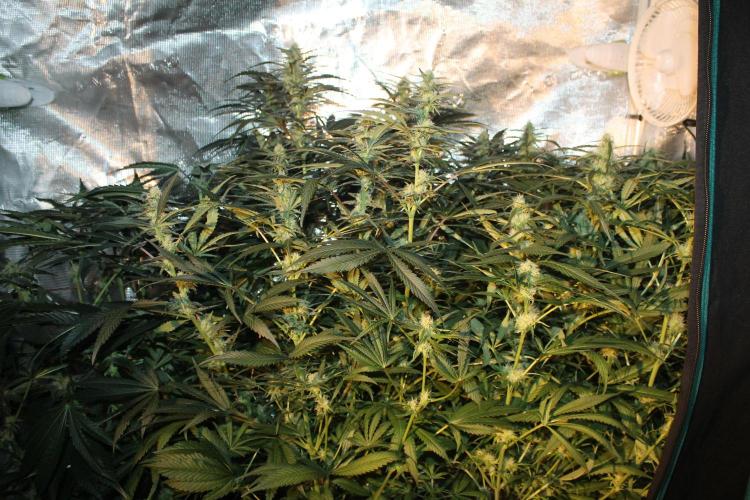 Purple Punch & Northern Lights in scrOG. Week 11 - Day 73 (38 days on 12/12)