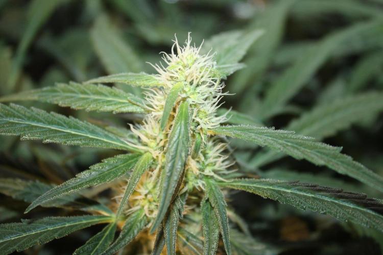 Purple Punch & Northern Lights in scrOG. Week 11 - Day 73 (38 days on 12/12)