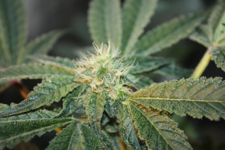 Purple Punch & Northern Lights in scrOG. Week 11 - Day 73 (38 days on 12/12)