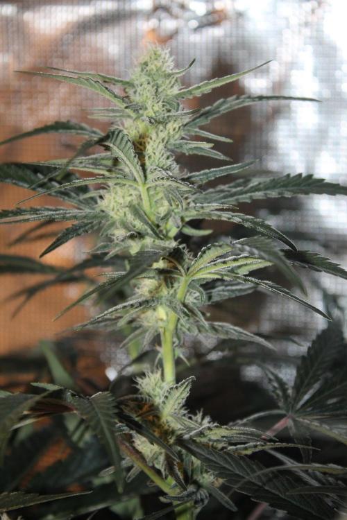Purple Punch & Northern Lights in scrOG. Week 11 - Day 73 (38 days on 12/12)