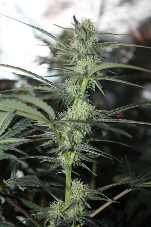 Purple Punch & Northern Lights in scrOG. Week 11 - Day 73 (38 days on 12/12)
