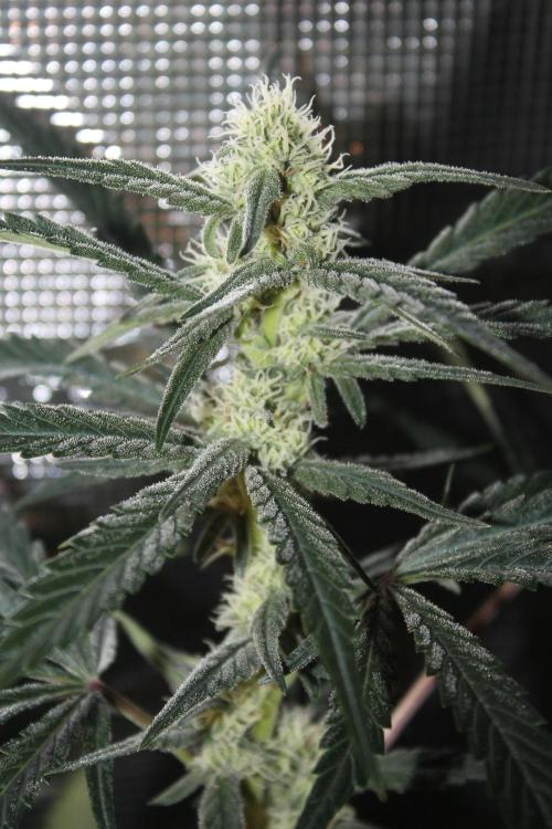 Purple Punch & Northern Lights in scrOG. Week 11 - Day 73 (38 days on 12/12)