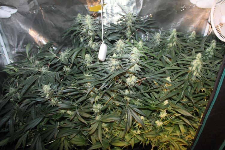 Purple Punch & Northern Lights in scrOG. Week 11 - Day 77 (42 days on 12/12)