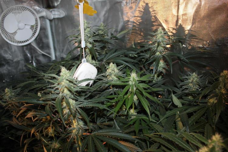 Purple Punch & Northern Lights in scrOG. Week 11 - Day 77 (42 days on 12/12)