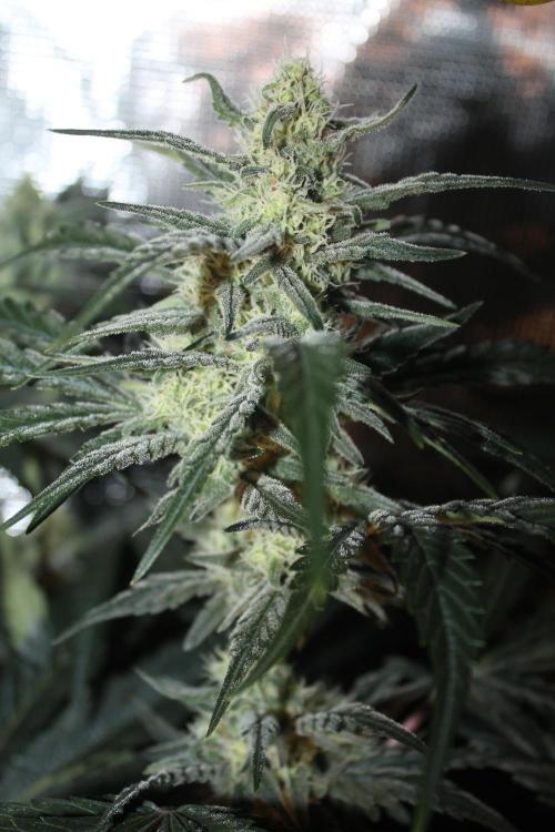 Purple Punch & Northern Lights in scrOG. Week 11 - Day 77 (42 days on 12/12)