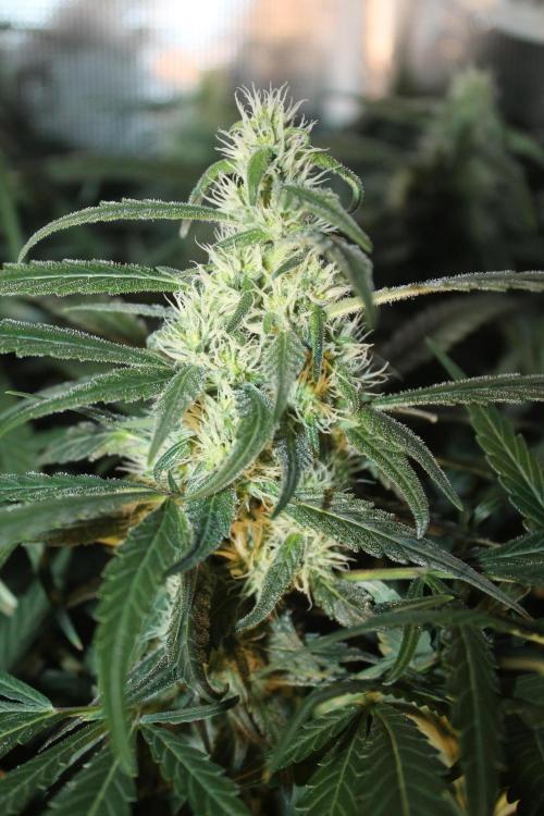 Purple Punch & Northern Lights in scrOG. Week 11 - Day 77 (42 days on 12/12)
