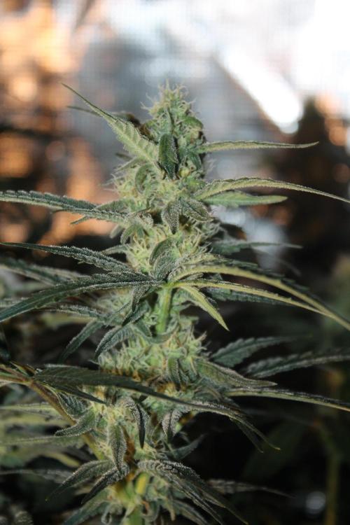 Purple Punch & Northern Lights in scrOG. Week 11 - Day 77 (42 days on 12/12)