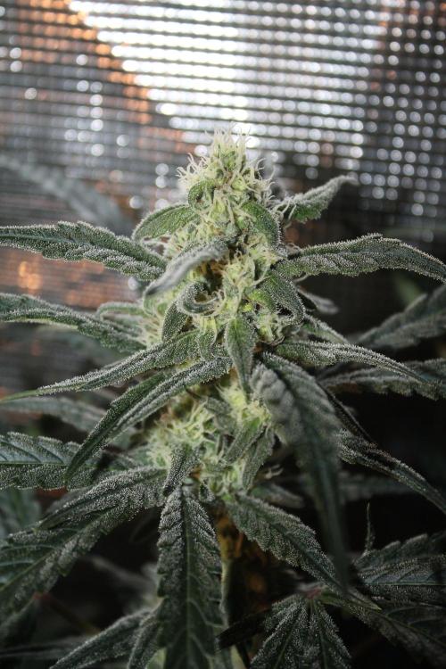 Purple Punch & Northern Lights in scrOG. Week 11 - Day 77 (42 days on 12/12)