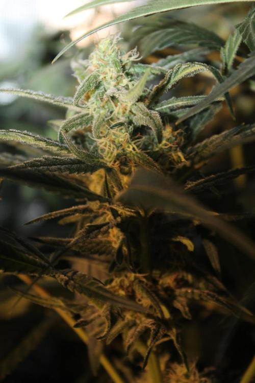 Purple Punch & Northern Lights in scrOG. Week 11 - Day 77 (42 days on 12/12)
